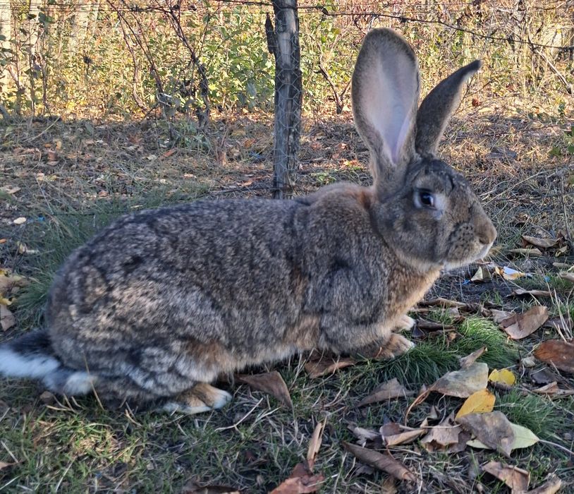 Vand Mascul Uriaș German