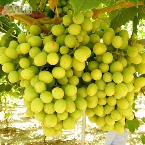 Узум кучатлари сотилади