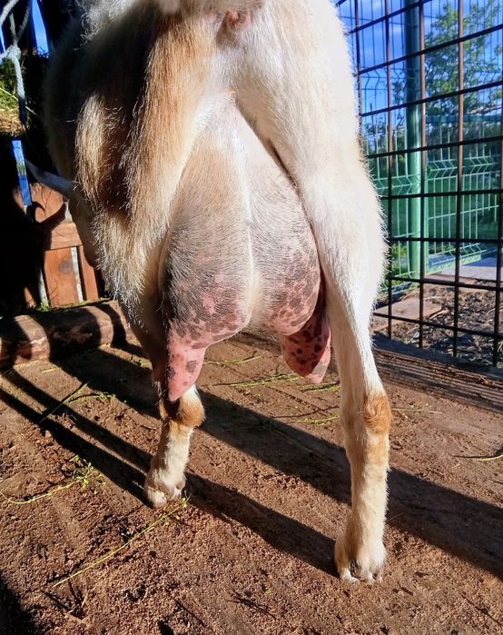 Capră saanen cu lapte