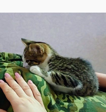 Пропал котенок,в районе Киселева ,частный сектор,