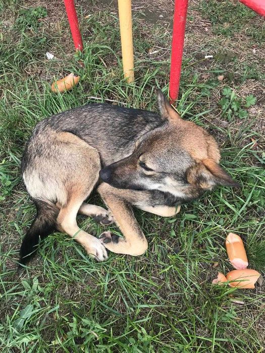 Найдена собачка. Нужен дом! Срочно!