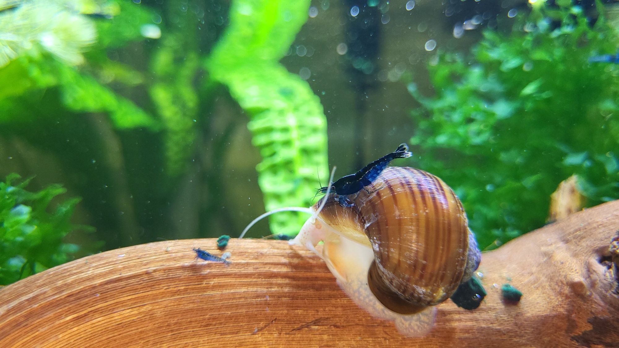 Creveți Neocaridina Blue Diamond