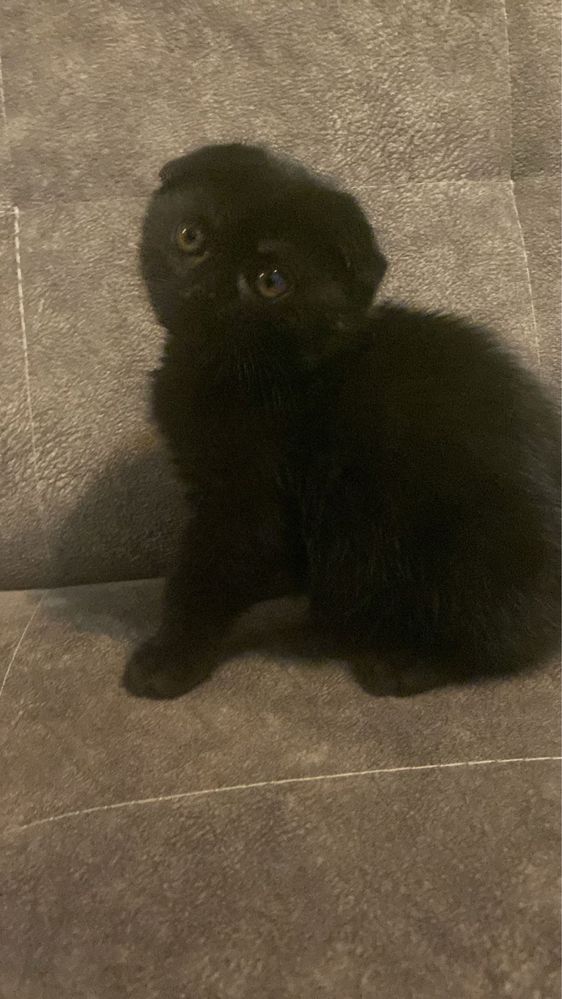 Котята вислоухие и прямоухие