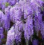Glicina în ghiveci - wisteria mov