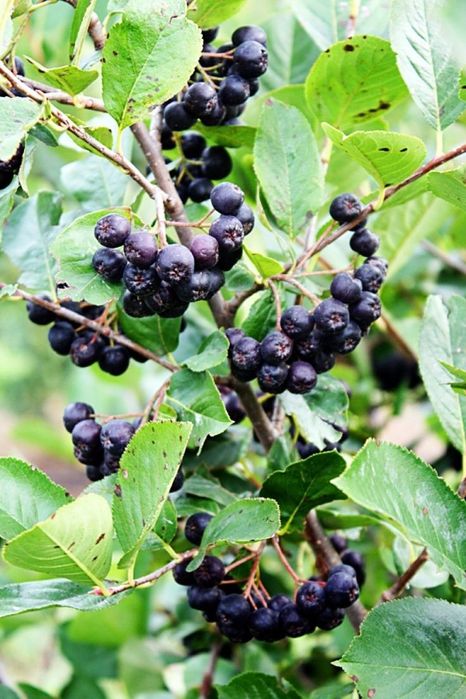 Arbusti Fructiferi (ARONIA )