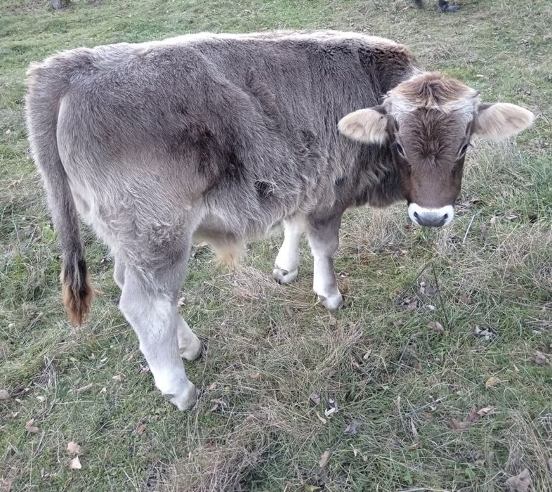 Vand vitel de 5 luni