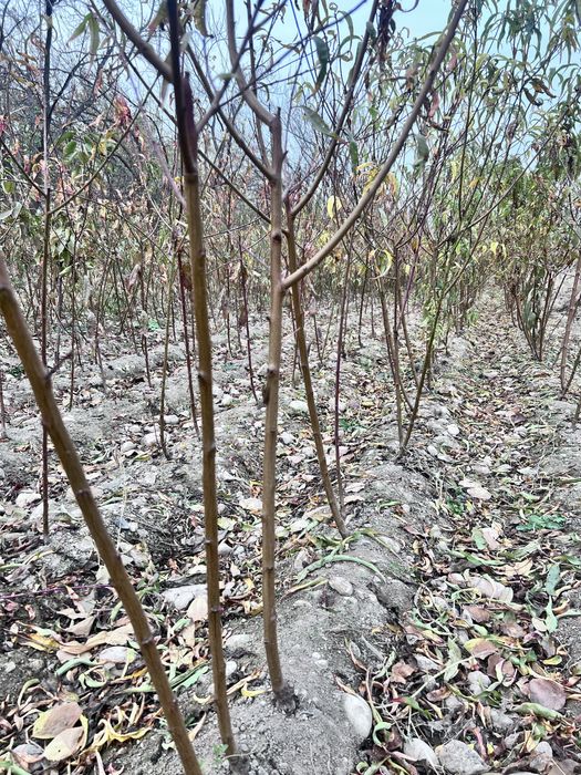 Shaftoli ,Olma,Malina,Archa ko’chatlari bor