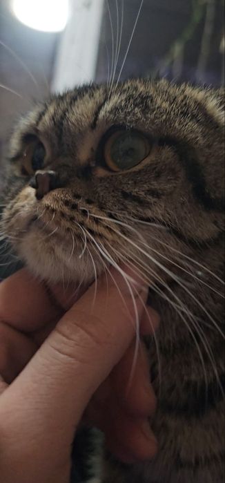 Mushuk sotiladi  paroda Shinshila