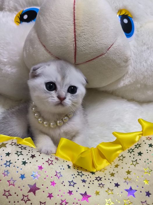 Котята от правильной вязки