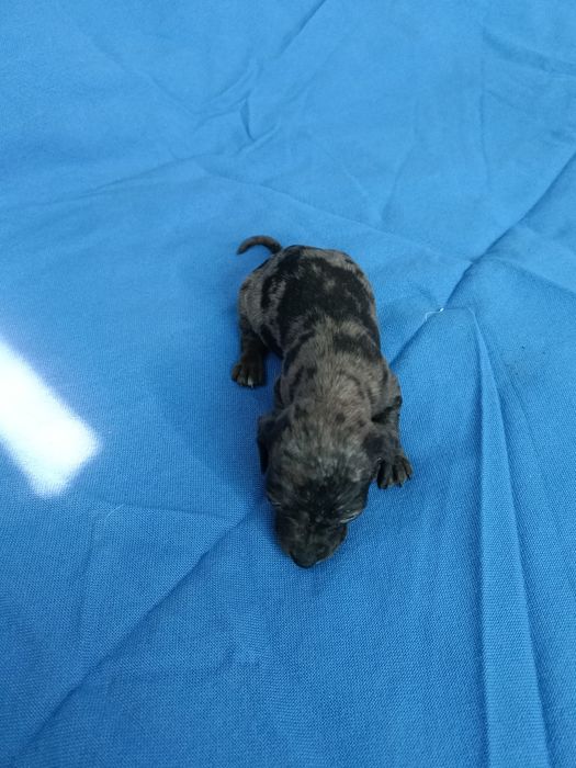 Teckel mini arlequin merle tekel mini pitic blue eyes ochii albastrii