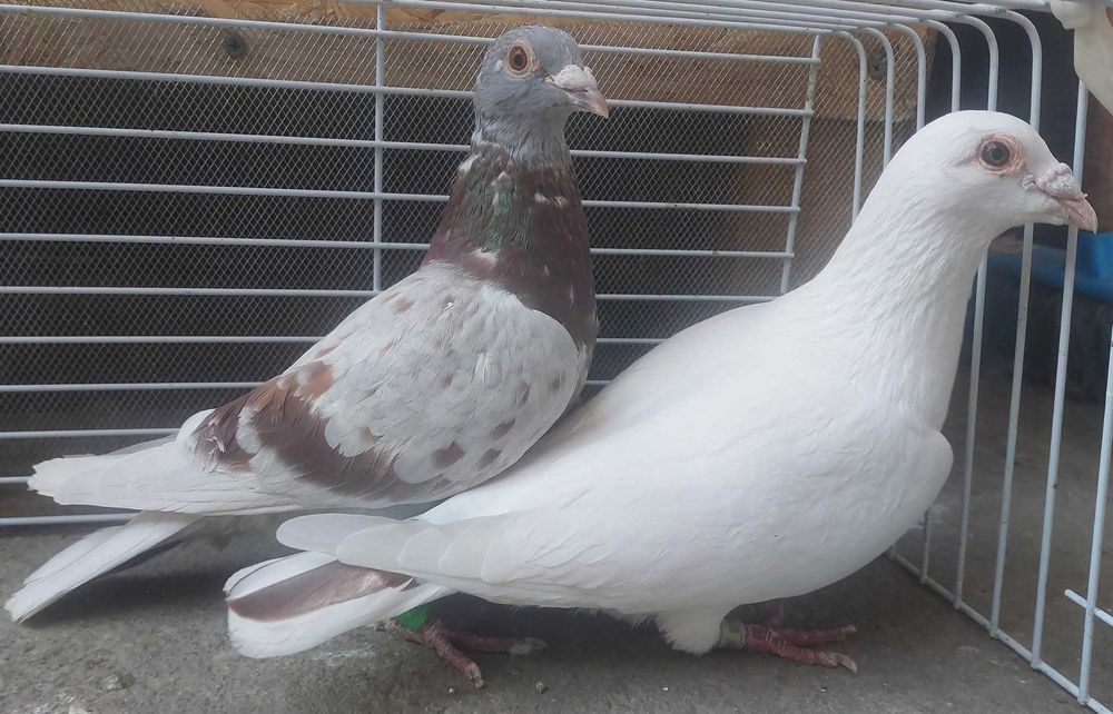 Porumbei gat golasi,voiajori si o gaina brahma