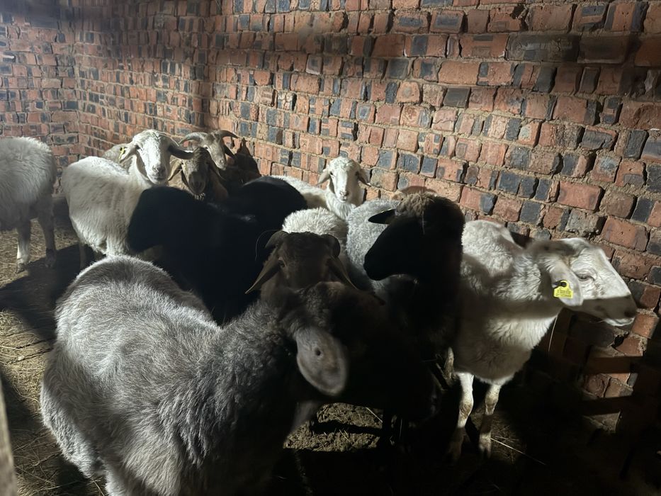 Койлар сатылады токтылар