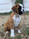 Pui Boxer German