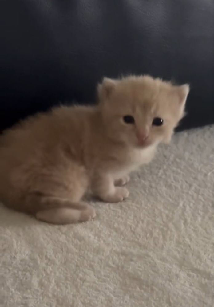 Подарявам мъжко коте