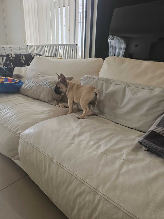 Френски булдочета