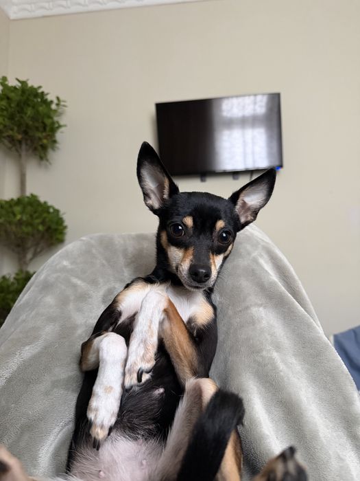 Вязка!!! Ищем Жениха Той Терьера