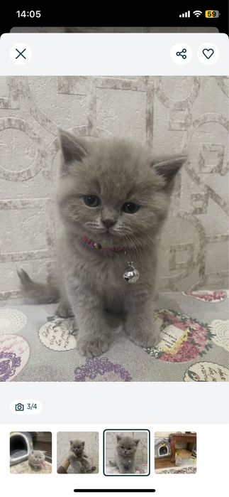 Кошка британский