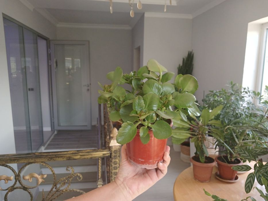 Хлорофитум. Декабрист. Каланхоэ