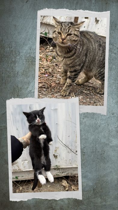 Котята со стройки! В добрые руки!