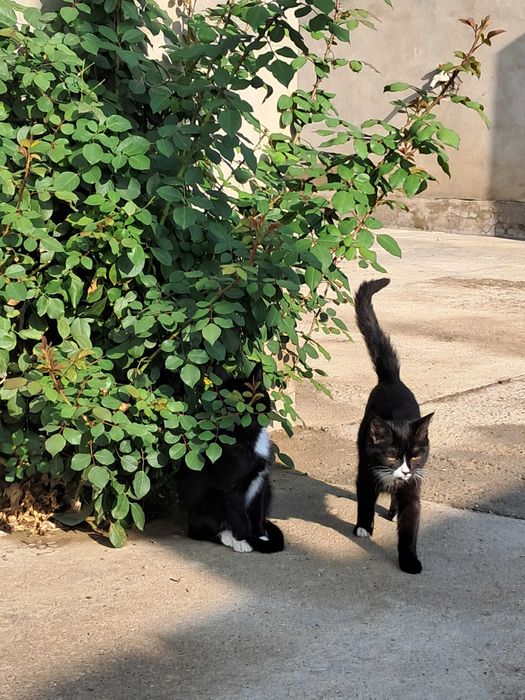 Котята (девочки)