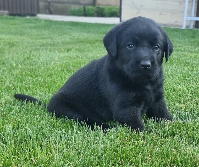 Labrador retriever negru