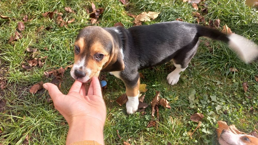 Куче порода Бигъл Чистокръвни трицветни и лимонени бигълчета