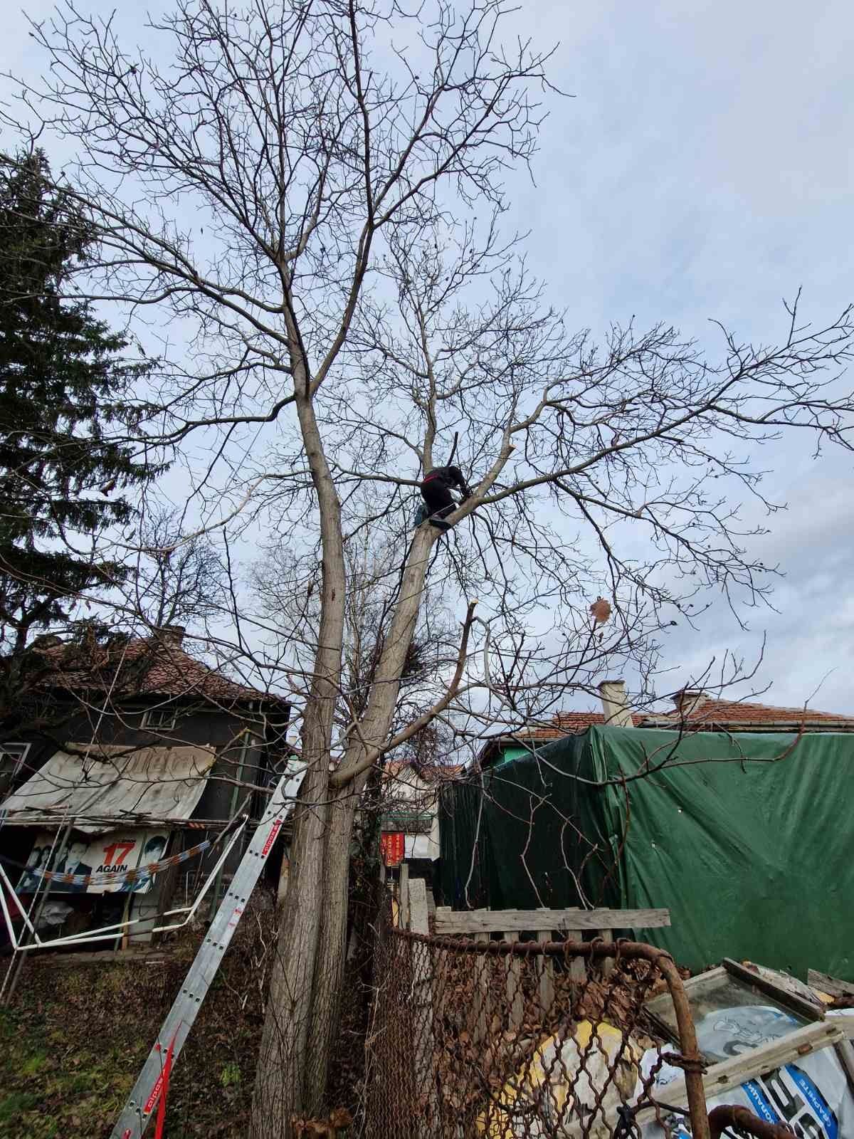 Рязане на опасни дървета