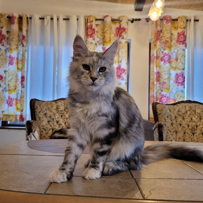 Pui pisică maine coon