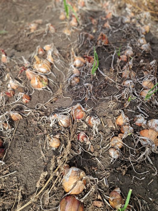 Varza, ceapa alba; roșie