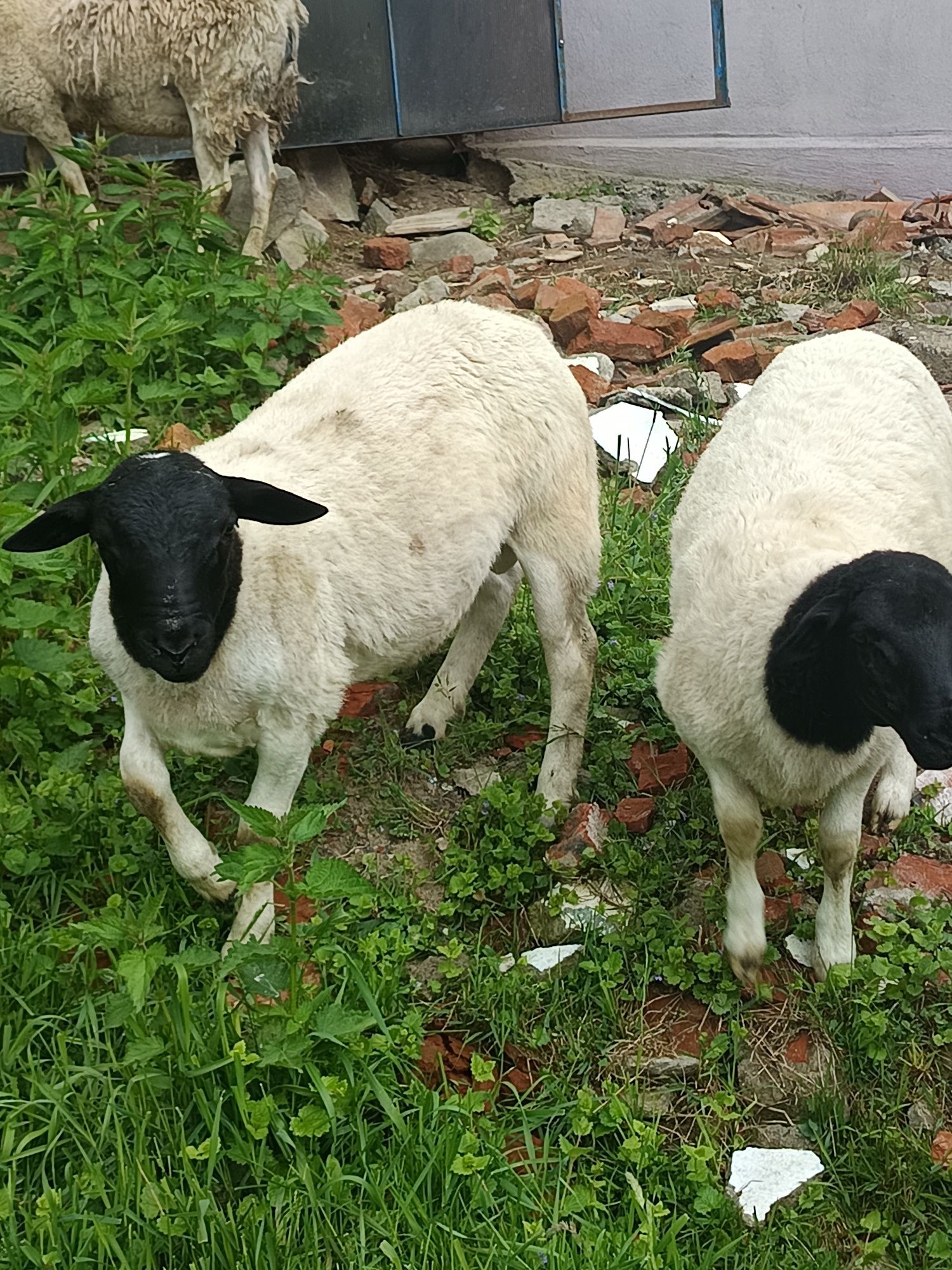 Berbecuți dorper originali