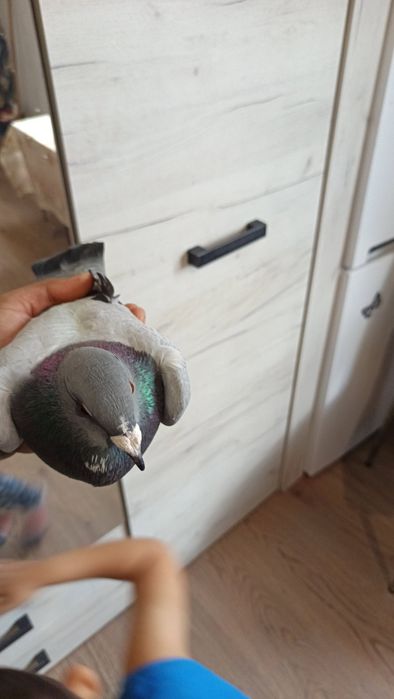 Porumbei voiajori Albi