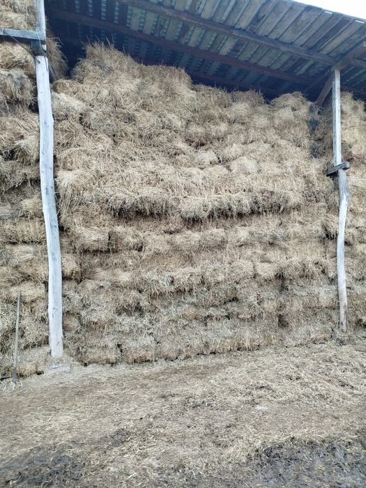 Vând baloți de lucernă