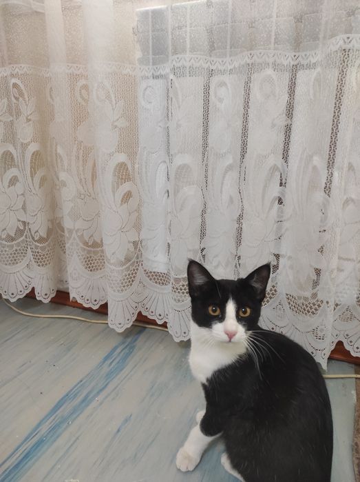 Пристраиваются классные котики  два мальчика и одна девочка