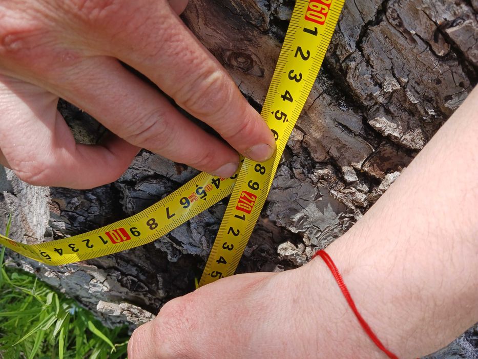 Сух Орехов материал