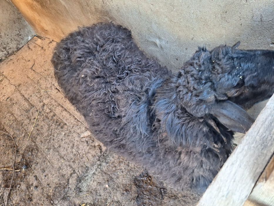 Еркек қошқар сатылады