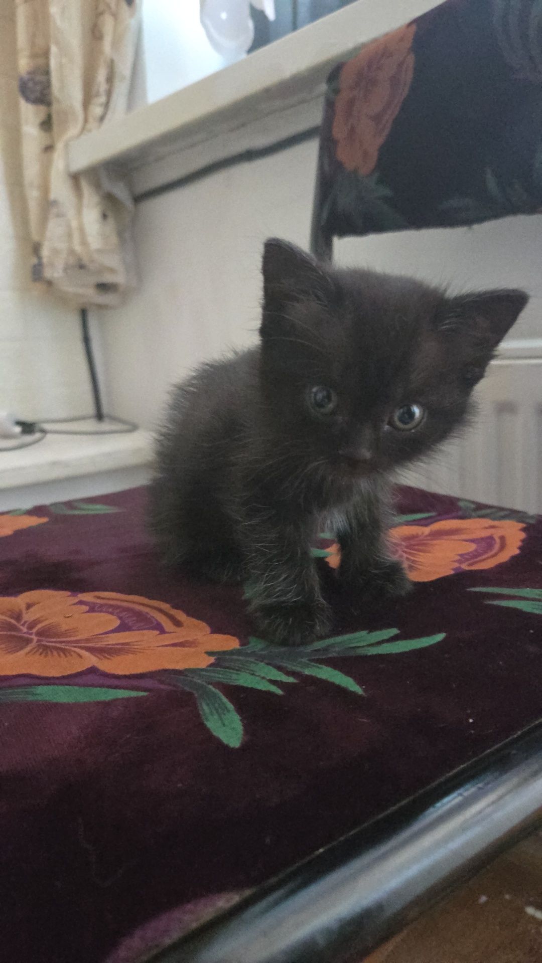 Котенок девочка 2 месец