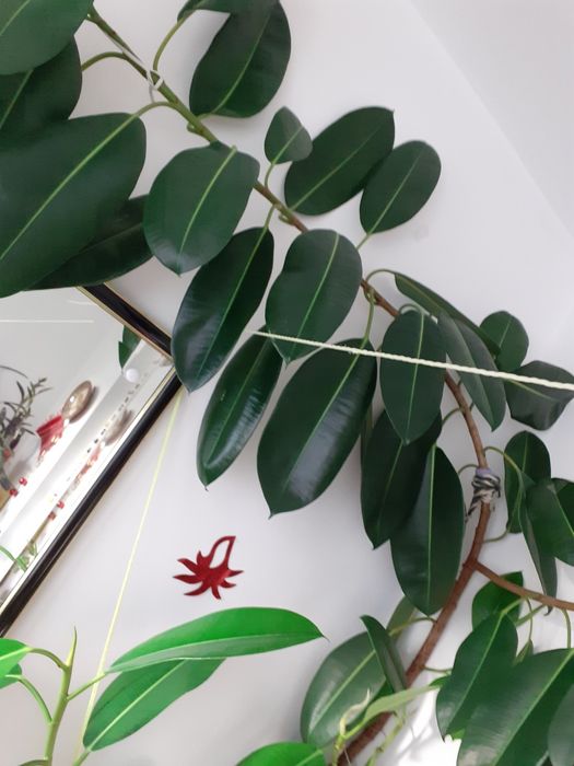 Ficus peste 2m,cu doua ramificații mari