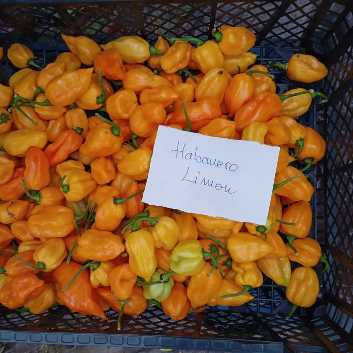 Vând ardei foarte iuţi proaspeţi soiul Habanero