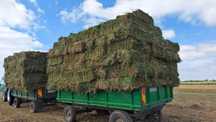 baloti de lucerna + transport