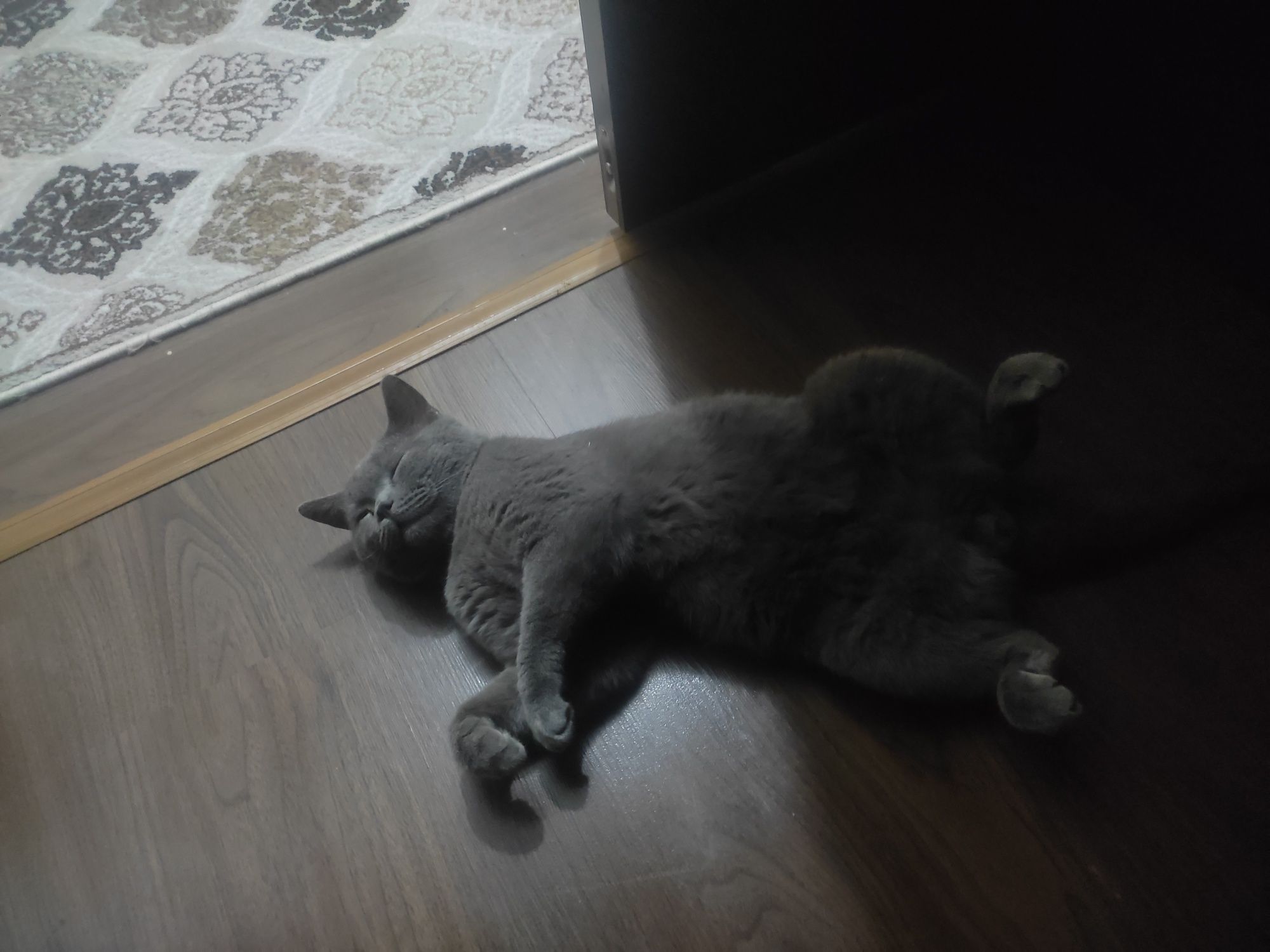 Продаются котята скотиш фолд!
