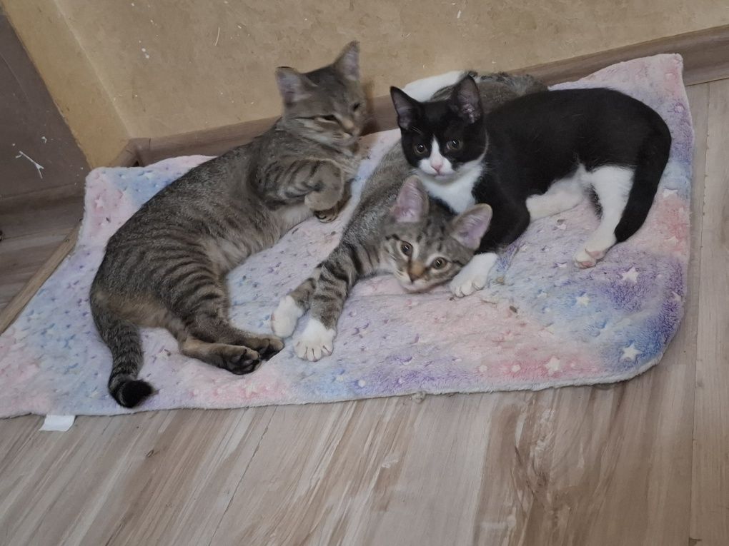 Котята и их мама в поисках любящих семей