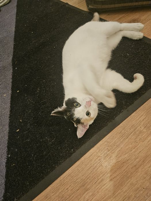 Pisicuta fetita, 6 luni, pentru adoptie Bucuresti-Ilfov