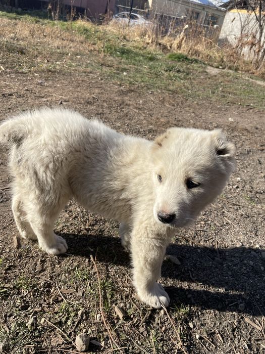 сатылады продается