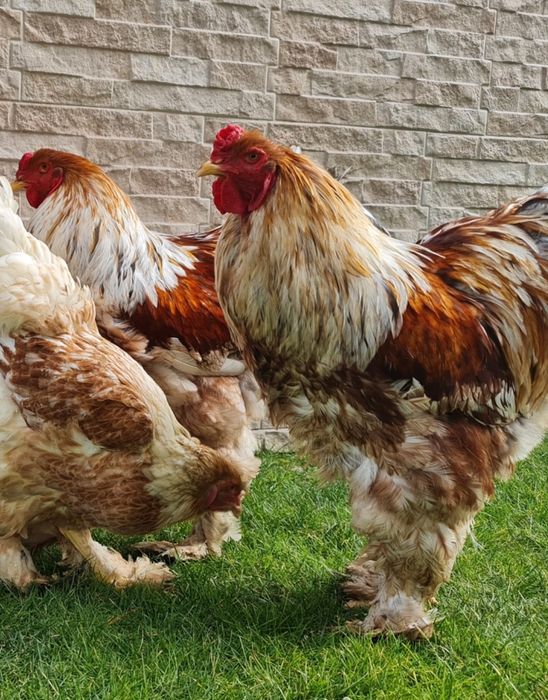 Vand Gaini Brahma si Araucana. Trimit în tar