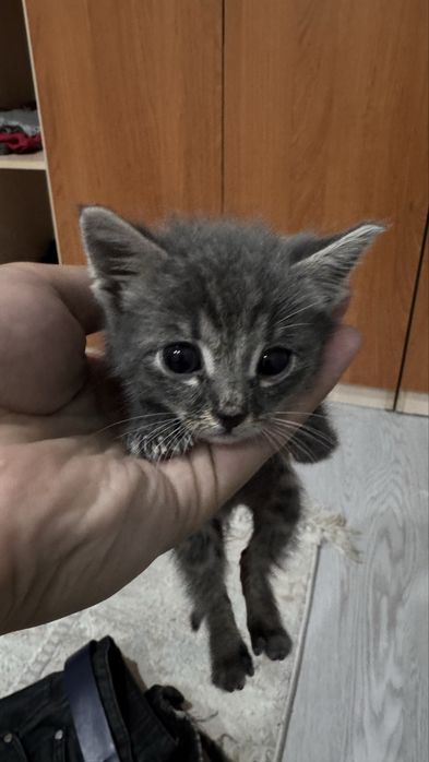 котик отдам в хорошие руки