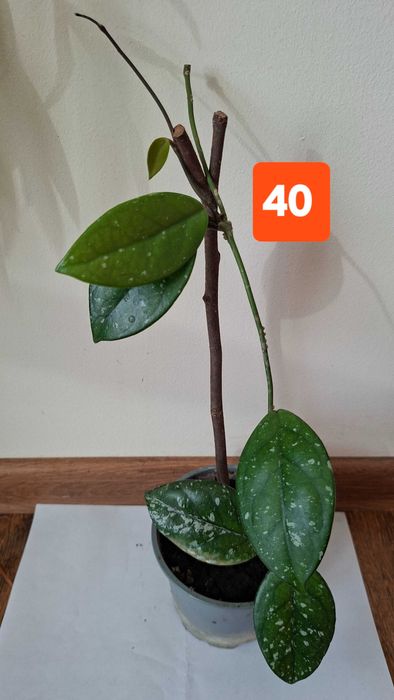 hoya carnosa, lacrima maicii domnului