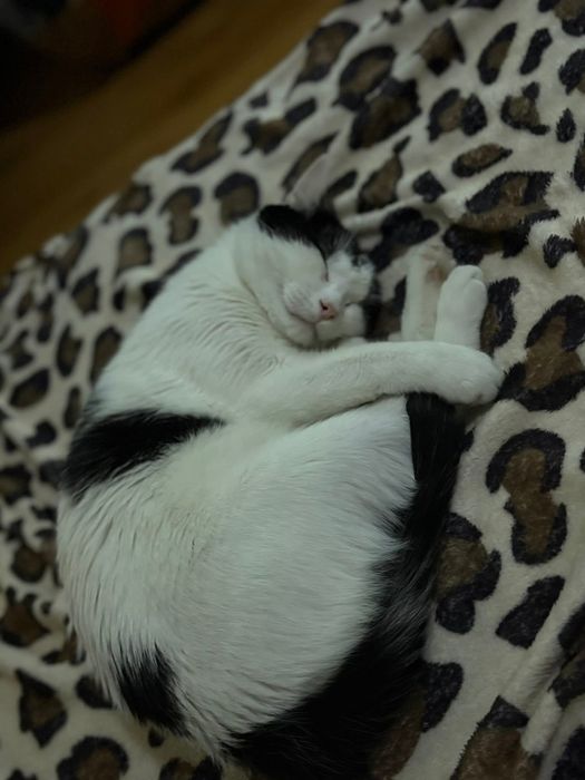 Donez motănel castrat NOROCEL