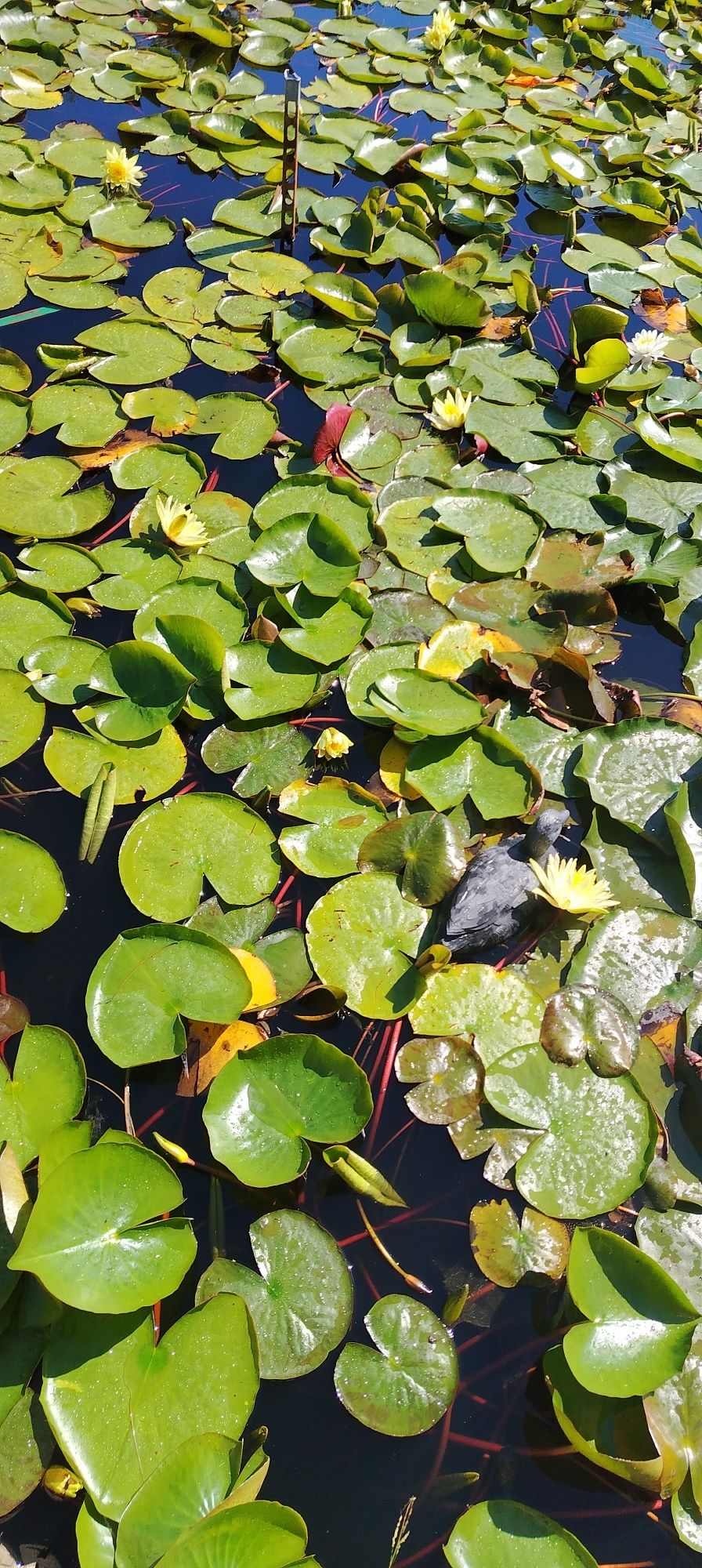 Vand nuferi, plantați în ghivece, roz alb și portocaliu