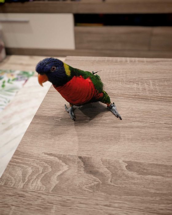 Папагал порода LORI