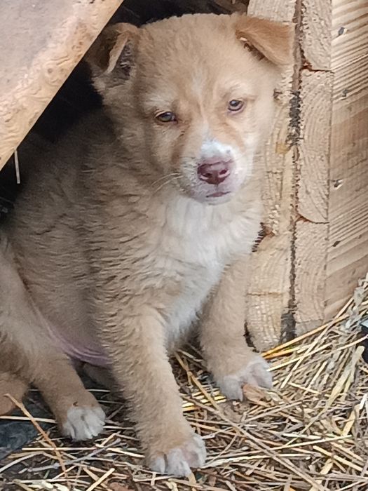 Отдам щенка в добрые руки